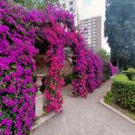 images/varosok/Valencia/Sárkányos ház és társai/Bouganville.jpg